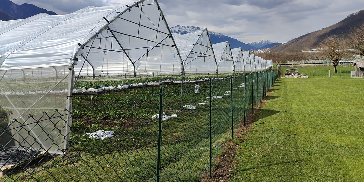 Innovazione serricoltura: Lirsa (Gruppo Arrigoni) lancia V-AGRO AIR COOL contro il clima estremo